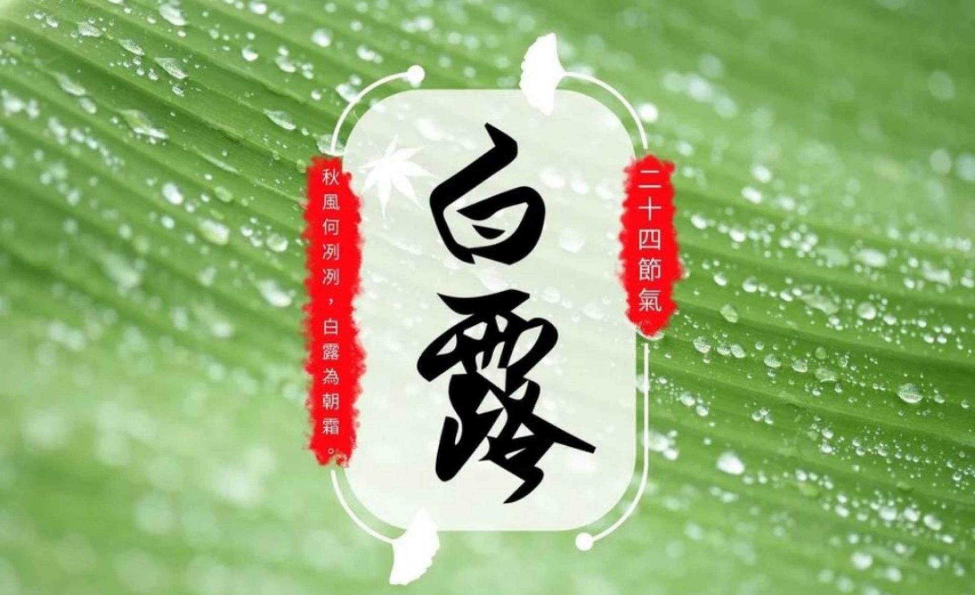 白露｜秋风何冽冽　白露为朝霜