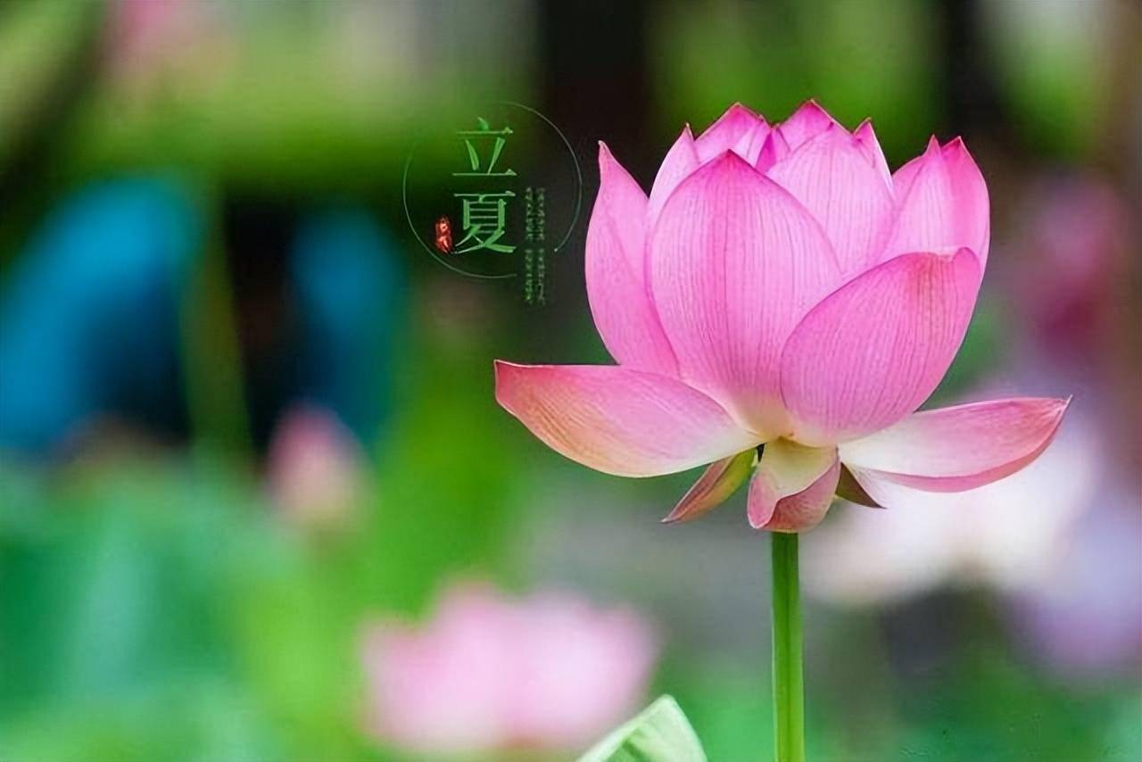立夏｜夏之始，万物生